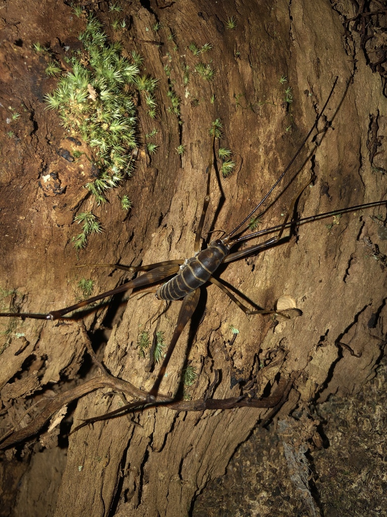 Auckland cave wētā