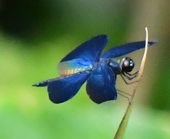 Rhyothemis plutonia