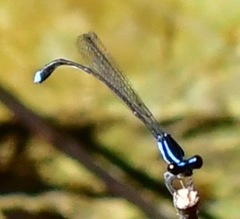 Prodasineura laidlawii