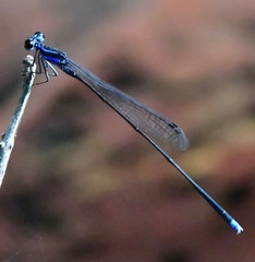 Prodasineura laidlawii