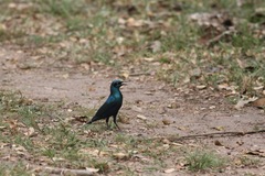 Lamprotornis chalybaeus