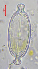 Caloneis amphisbaena