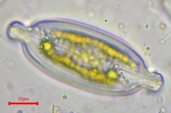 Caloneis amphisbaena