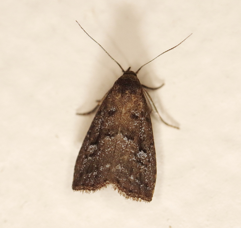 Pherechoa aleuropasta