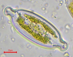 Caloneis amphisbaena