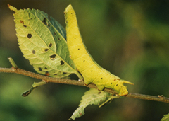 Pseudoclanis postica