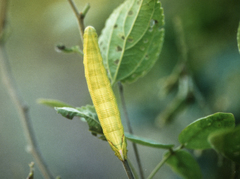 Pseudoclanis postica