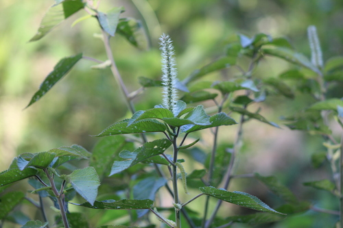 Acalypha communis (Acalypha communis)