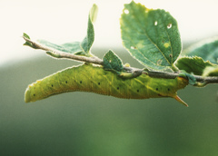 Pseudoclanis postica