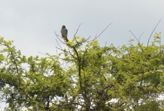 Falco vespertinus image