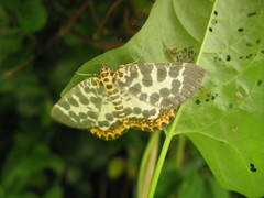 Euryobeidia languidata