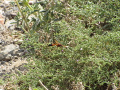 Delta dimidiatipenne