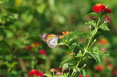 Danaus melanippus hegesippus