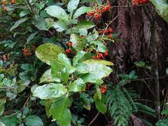 Coprosma autumnalis