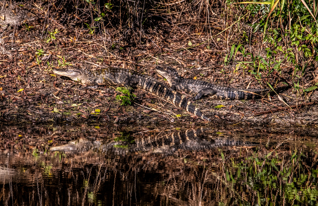 American alligator from aiken county sc usa on october 15 2023 at 09