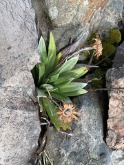 Celmisia semicordata