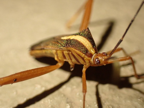 Lucullia flavovittata