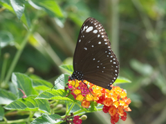 Euploea crameri bremeri