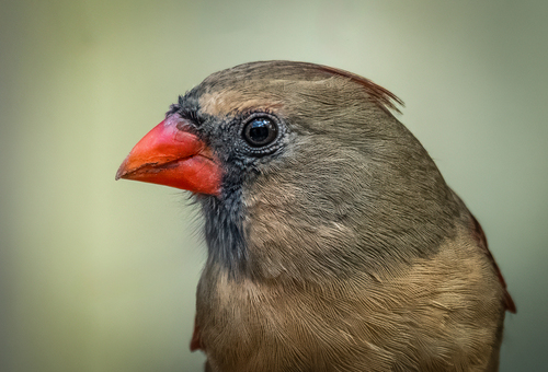 Northern Cardinal photographed in South Carolina