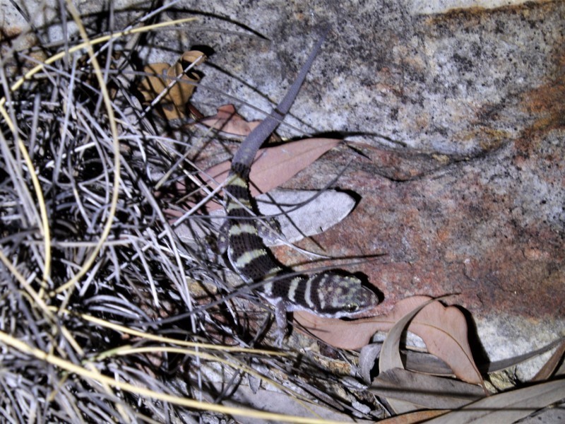 Banded Prickly Gecko
