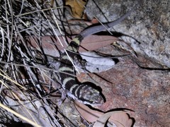 Heteronotia planiceps