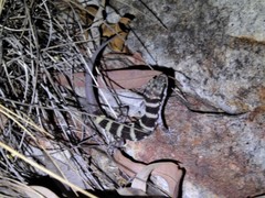 Heteronotia planiceps