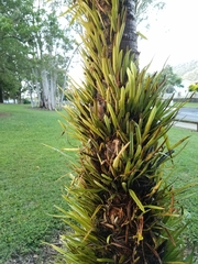 Pyrrosia longifolia