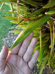 Pyrrosia longifolia