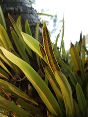 Pyrrosia longifolia