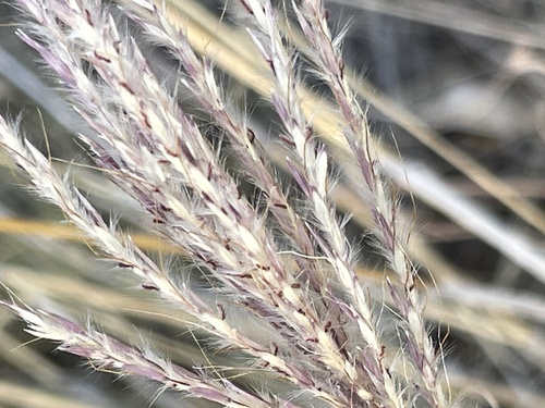 Bothriochloa ischaemum iNat (1)
