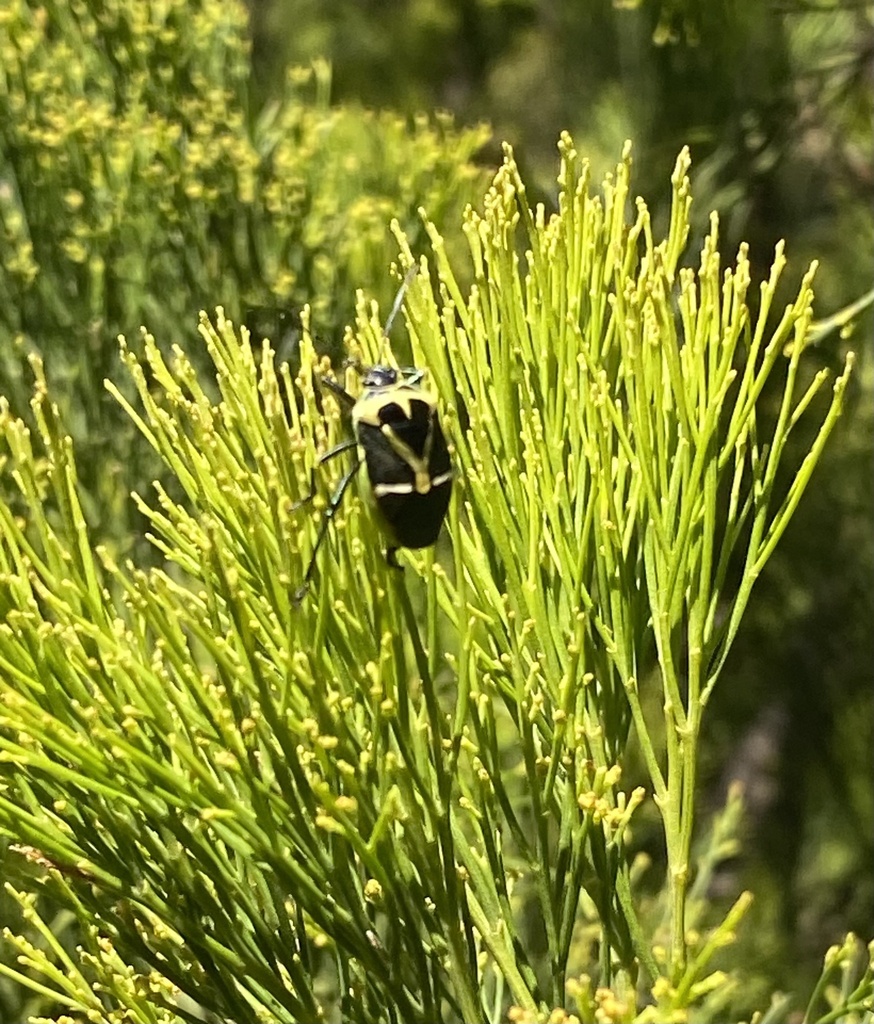 Commius elegans from Paratea Flora and Fauna Reserve, Frankston South ...