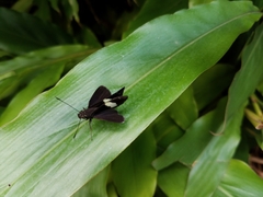 Notocrypta waigensis