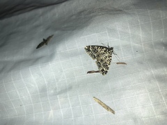 Pseudocoremia monacha