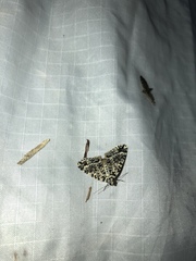 Pseudocoremia monacha