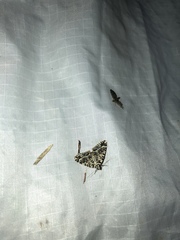 Pseudocoremia monacha