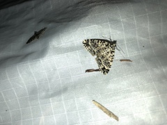 Pseudocoremia monacha