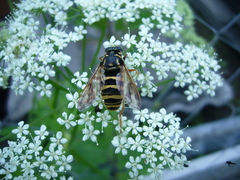 Temnostoma sericomyiaeforme