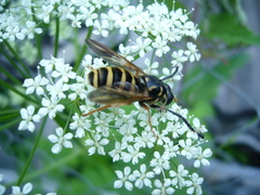 Temnostoma sericomyiaeforme