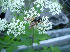 Temnostoma sericomyiaeforme