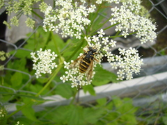 Temnostoma sericomyiaeforme