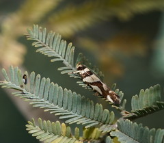 Macrobathra desmotoma
