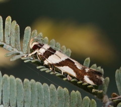 Macrobathra desmotoma