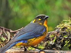 Anisognathus lacrymosus