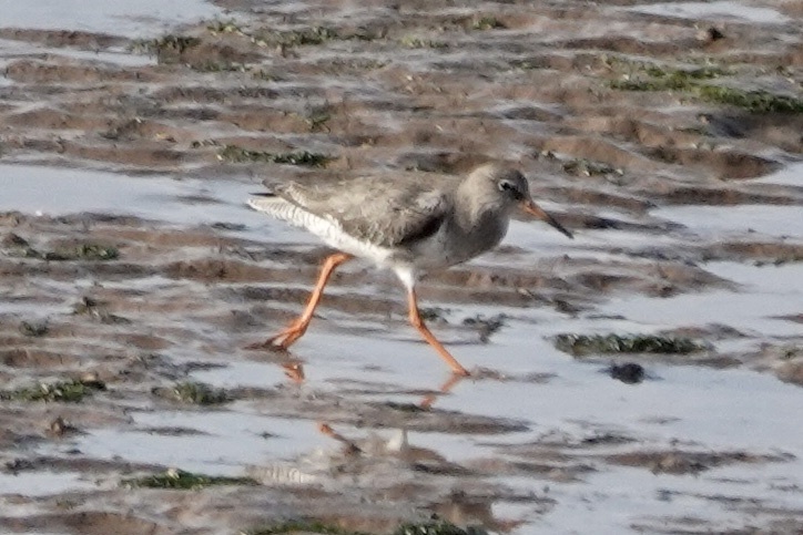 Common Redshank from North Channel, Hull, England, GB on October 18 ...