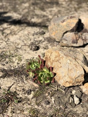 Dudleya farinosa