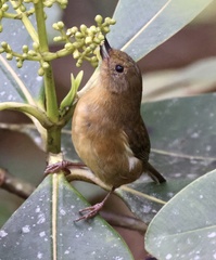 White-Sided Flowerpiercer photo 2