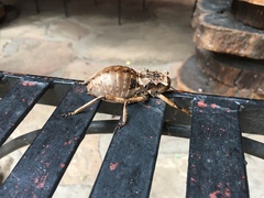 Enyaliopsis transvaalensis