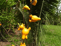 Solanum mammosum