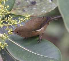 White-Sided Flowerpiercer photo 4