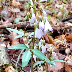 Cardamine concatenata
